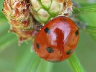 Siebenpunkt Marienkäfer, Coccinella septempunctata