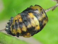 Siebenpunkt Marienkäfer, Coccinella septempunctata