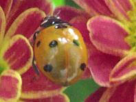 Siebenpunkt Marienkäfer, Coccinella septempunctata