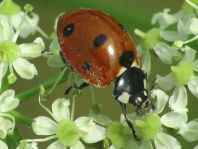 Siebenpunkt Marienkäfer, Coccinella septempunctata