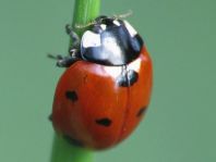 Siebenpunkt Marienkäfer, Coccinella septempunctata