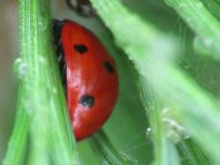 Siebenpunkt Marienkäfer, Coccinella septempunctata