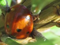 Siebenpunkt Marienkäfer, Coccinella septempunctata