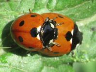 Siebenpunkt Marienkäfer, Coccinella septempunctata