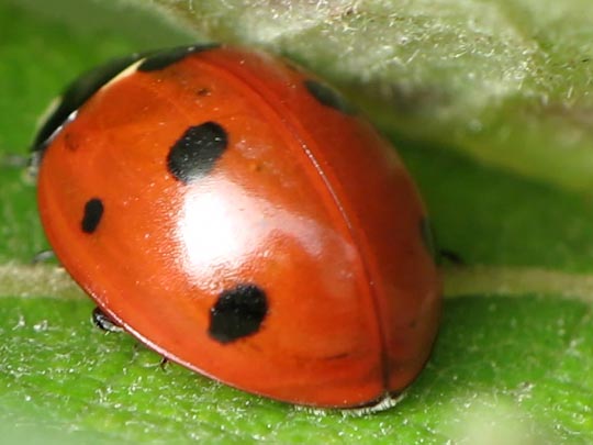 Siebenpunkt Marienkäfer, Coccinella septempunctata, Larve