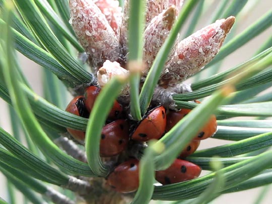 Siebenpunkt Marienkäfer, Coccinella septempunctata, Larve