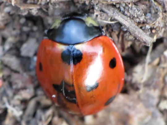 Siebenpunkt Marienkäfer, Coccinella septempunctata, Larve