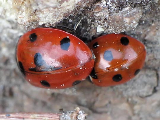 Siebenpunkt Marienkäfer, Coccinella septempunctata, Larve