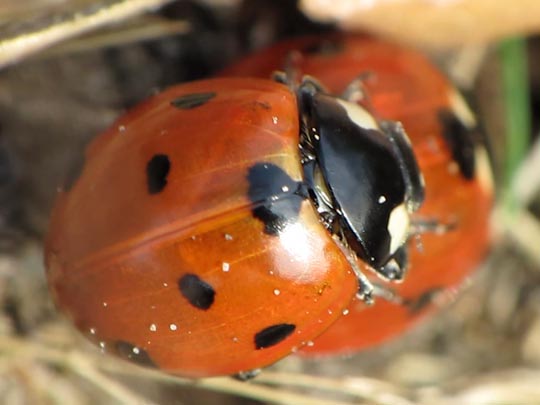 Siebenpunkt Marienkäfer, Coccinella septempunctata, Larve