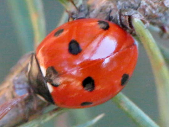 Siebenpunkt Marienkäfer, Coccinella septempunctata, Larve