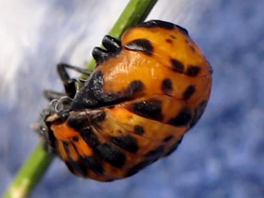 Siebenpunkt Marienkäfer, Coccinella septempunctata, Larve
