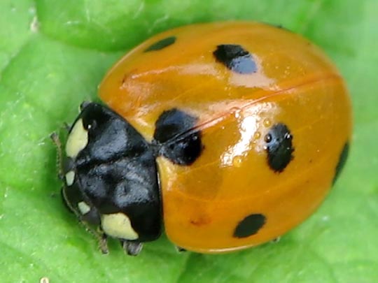 Siebenpunkt Marienkäfer, Coccinella septempunctata, Larve