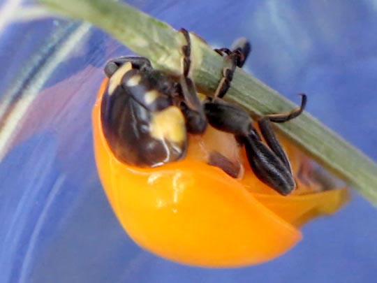 Siebenpunkt Marienkäfer, Coccinella septempunctata, Larve