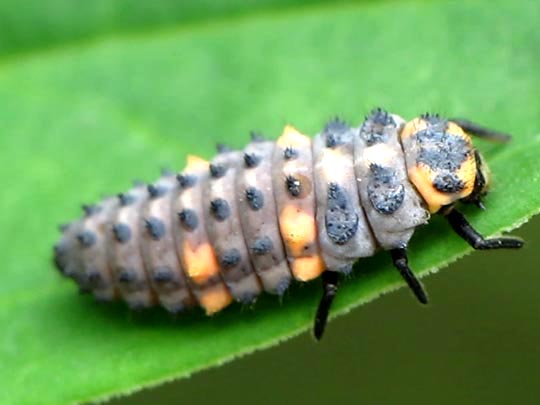 Siebenpunkt Marienkäfer, Coccinella septempunctata, Larve