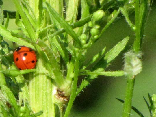 Siebenpunkt Marienkäfer, Coccinella septempunctata, Larve