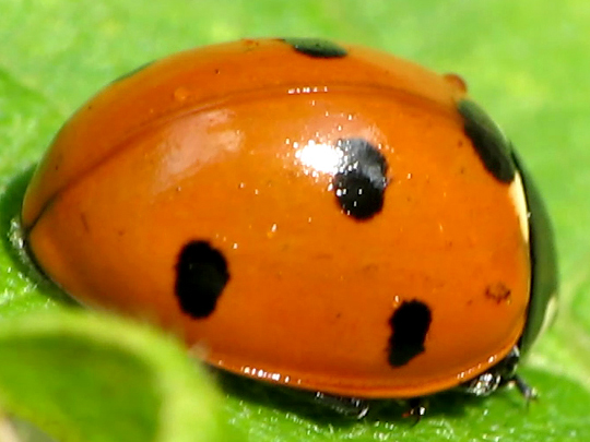 Siebenpunkt Marienkäfer, Coccinella septempunctata, Larve