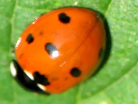Siebenpunkt Marienkäfer, Coccinella septempunctata, Larve