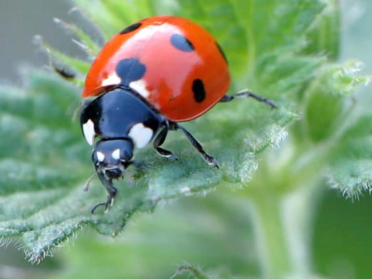 Siebenpunkt Marienkäfer, Coccinella septempunctata, Larve