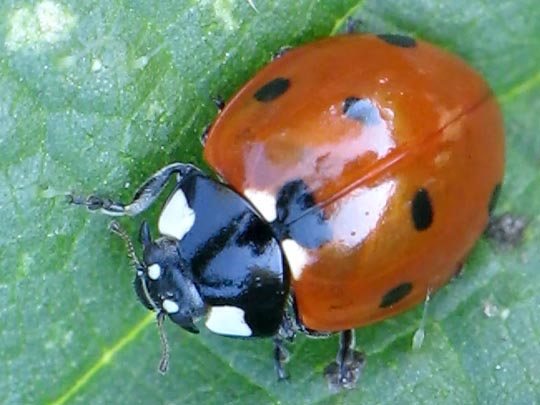 Siebenpunkt Marienkäfer, Coccinella septempunctata, Larve