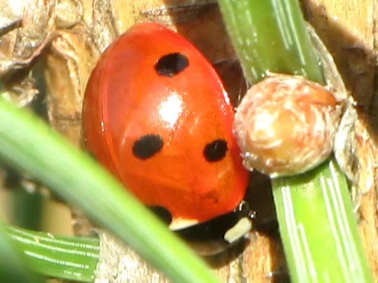 Siebenpunkt Marienkäfer, Coccinella septempunctata, Larve