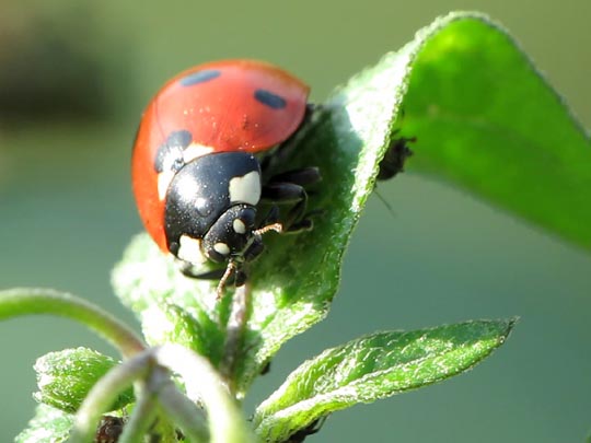 Siebenpunkt Marienkäfer, Coccinella septempunctata