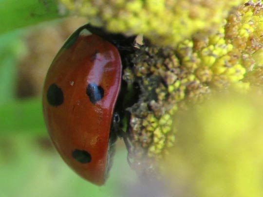 Siebenpunkt Marienkäfer, Coccinella septempunctata