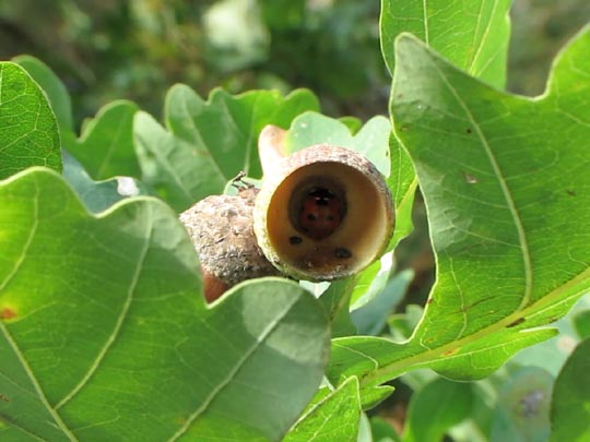 Siebenpunkt Marienkäfer, Coccinella septempunctata