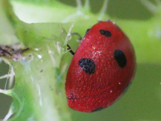 Siebenpunkt Marienkäfer, Coccinella septempunctata