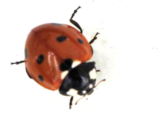Siebenpunkt Marienkäfer, Coccinella septempunctata