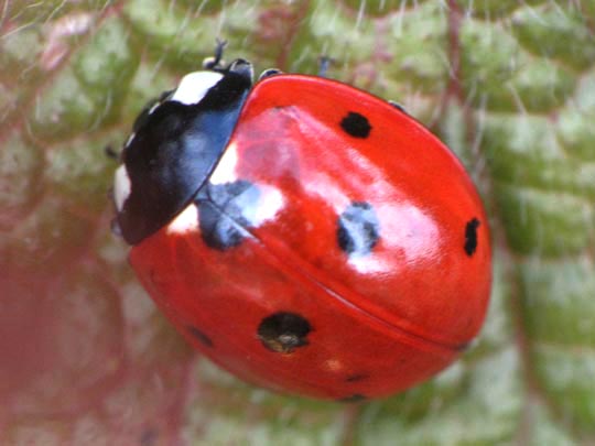 Siebenpunkt Marienkäfer, Coccinella septempunctata