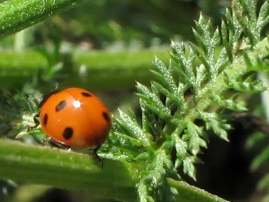 Siebenpunkt Marienkäfer, Coccinella septempunctata, Larve