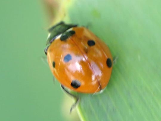 Siebenpunkt Marienkäfer, Coccinella septempunctata, Larve