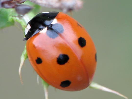 Siebenpunkt Marienkäfer, Coccinella septempunctata, Larve