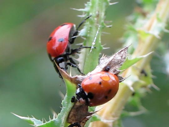 Siebenpunkt Marienkäfer, Coccinella septempunctata, Larve