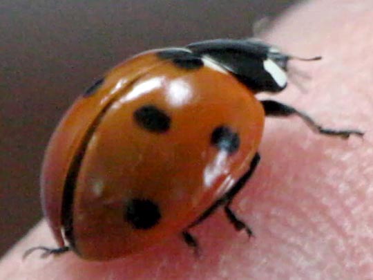 Siebenpunkt Marienkäfer, Coccinella septempunctata, Larve