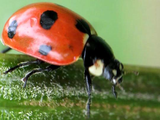 Siebenpunkt Marienkäfer, Coccinella septempunctata, Larve