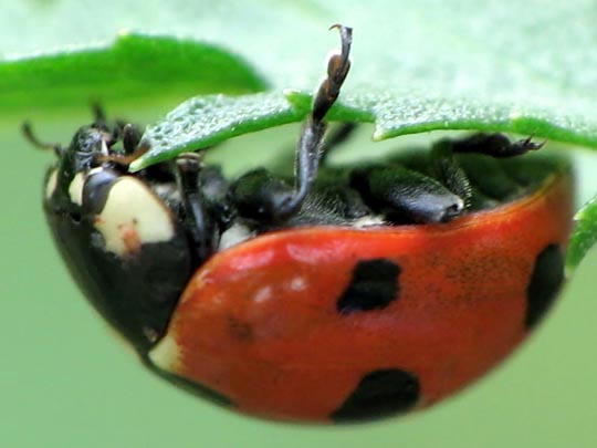 Siebenpunkt Marienkäfer, Coccinella septempunctata, Larve