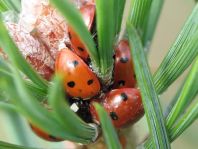 Siebenpunkt Marienkäfer, Coccinella septempunctata