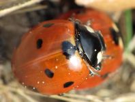 Siebenpunkt Marienkäfer, Coccinella septempunctata