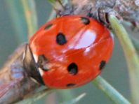 Siebenpunkt Marienkäfer, Coccinella septempunctata