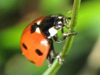 Siebenpunkt Marienkäfer, Coccinella septempunctata