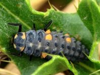 Siebenpunkt Marienkäfer, Coccinella septempunctata