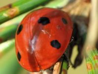 Siebenpunkt Marienkäfer, Coccinella septempunctata