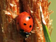 Siebenpunkt Marienkäfer, Coccinella septempunctata