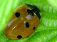 Siebenpunkt Marienkäfer, Coccinella septempunctata
