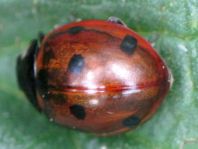 Siebenpunkt Marienkäfer, Coccinella septempunctata