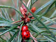Siebenpunkt Marienkäfer, Coccinella septempunctata