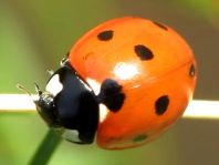Siebenpunkt Marienkäfer, Coccinella septempunctata