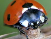 Siebenpunkt Marienkäfer, Coccinella septempunctata