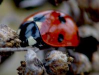 Siebenpunkt Marienkäfer, Coccinella septempunctata